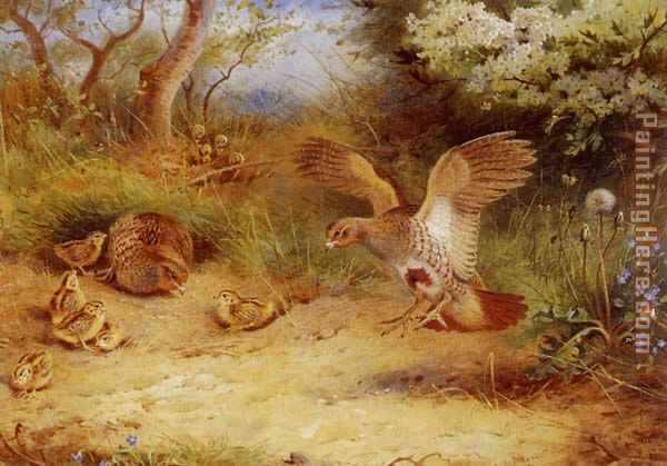 Summer Partridge and Chicks painting - Archibald Thorburn Summer Partridge and Chicks art painting